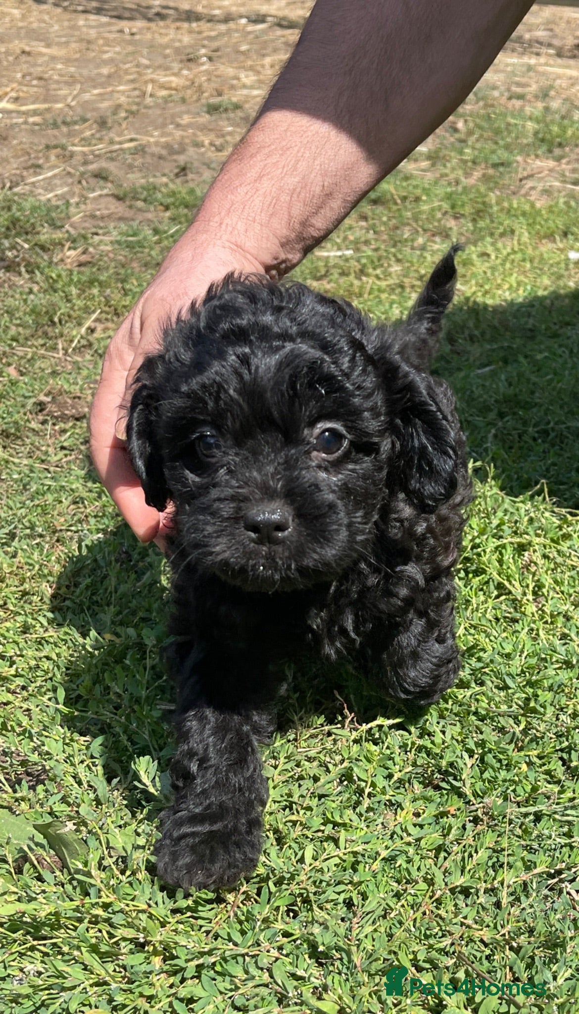 Mixed Breed dogs Gorgeous Froodle Pups for sale - Advert 14