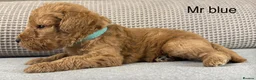 Double Doodle dogs for sale: A REALLY EXCITING MIX OF BREEDS. GORGEOUS!!! - Advert 10