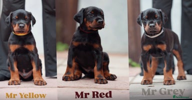Dobermann dogs - Advert 7