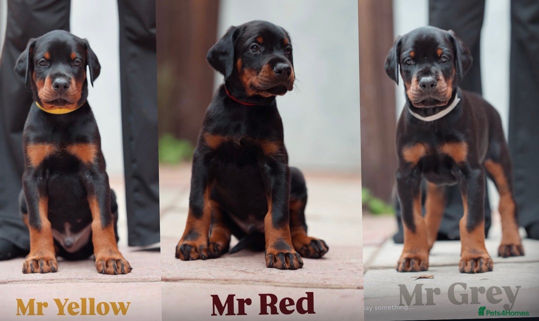 Dobermann dogs for sale: Exceptional Confident European Doberman puppies - Image 8