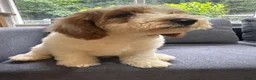 Australian Labradoodle dogs for sale: Multi-Gen Australian Labradoodle Puppies - Advert 5