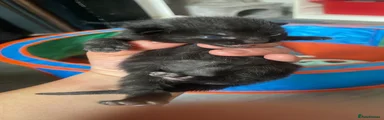 Mixed Breed Kitten 2