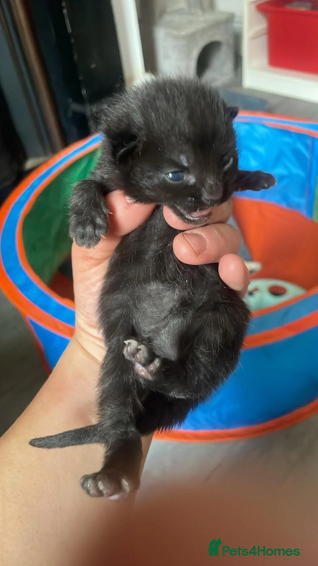 Mixed Breed cats for sale: Mixed breed  - Advert 2