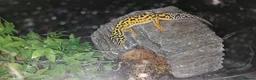 Leopard Gecko reptiles for sale: Leopard gecko - Advert 3