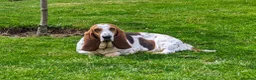 Basset Hound dogs for sale: KC REGISTERED BASSET HOUNDS  - Advert 6