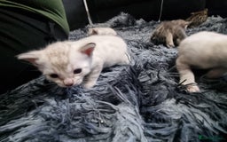 Bengal cats for sale: 🤩RARE BLUE BENGAL🤩SNOW LYNX🤩 BROWN🤩 - Image 3