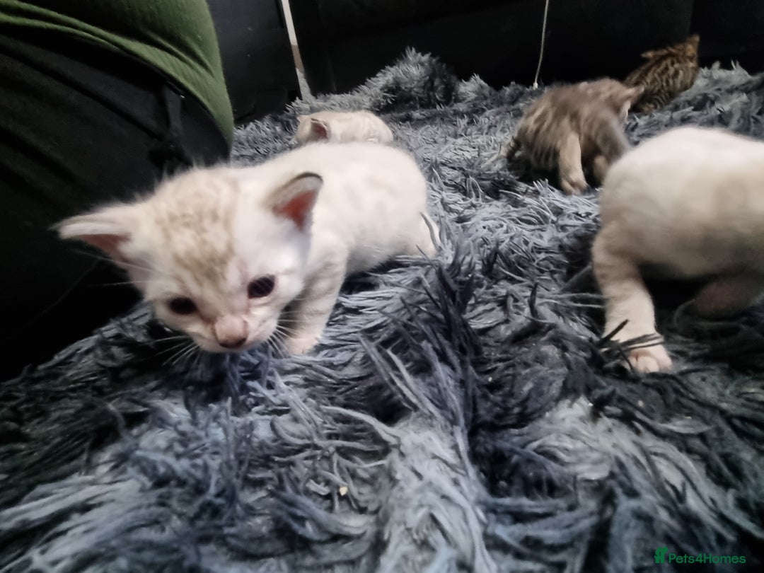 Bengal cats for sale: 🤩RARE BLUE BENGAL🤩SNOW LYNX🤩 BROWN🤩 - Image 3