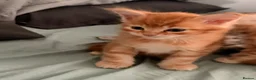Maine Coon cats for sale: 3 x beautiful Mainecoon kittens in Colchester - Advert 13