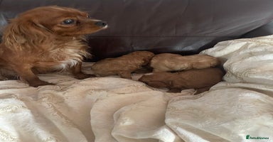 Cavapoo dogs - Advert 1