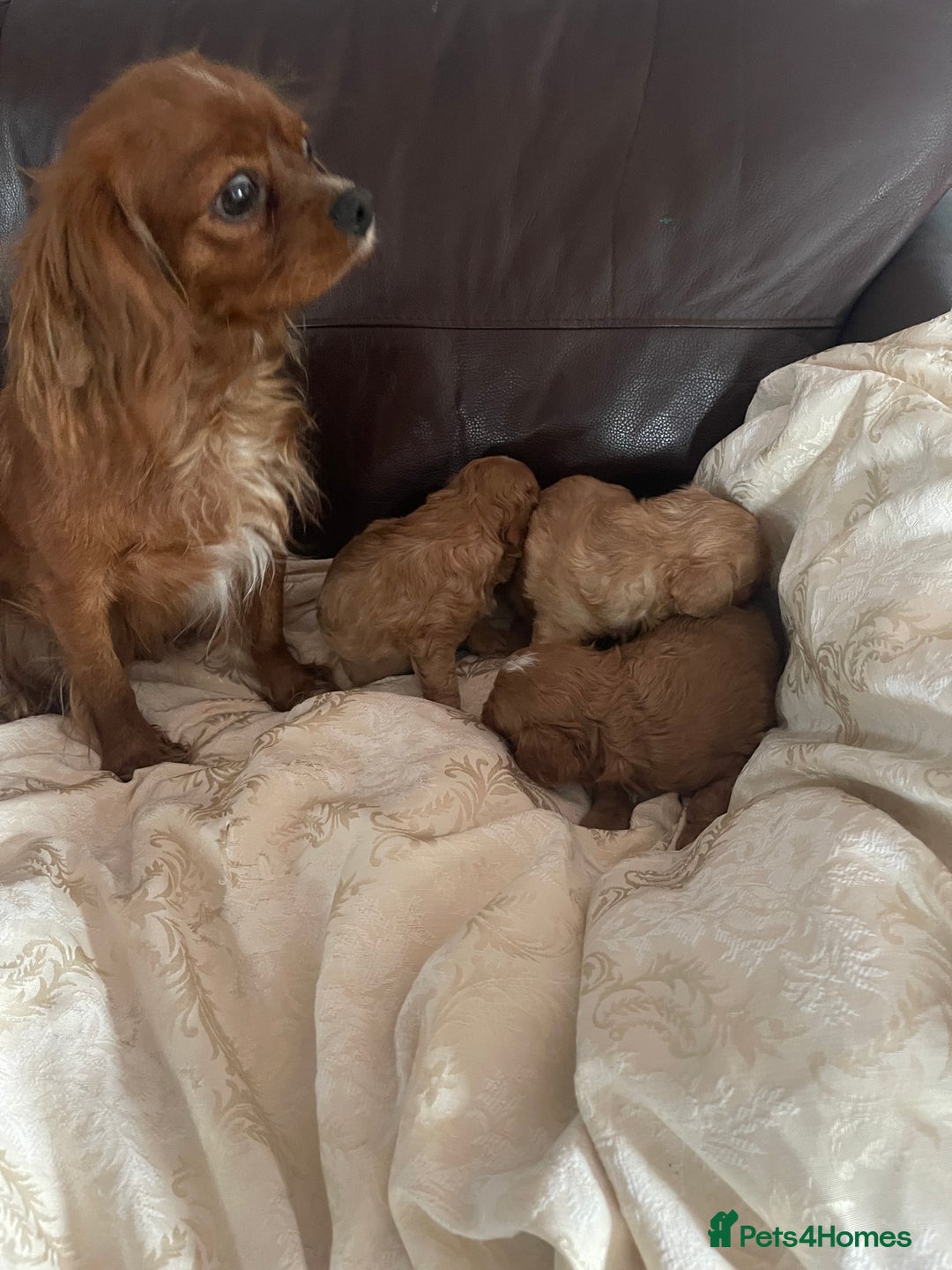 Cavapoo dogs for sale: Cavapoos puppies boys  - Image 3