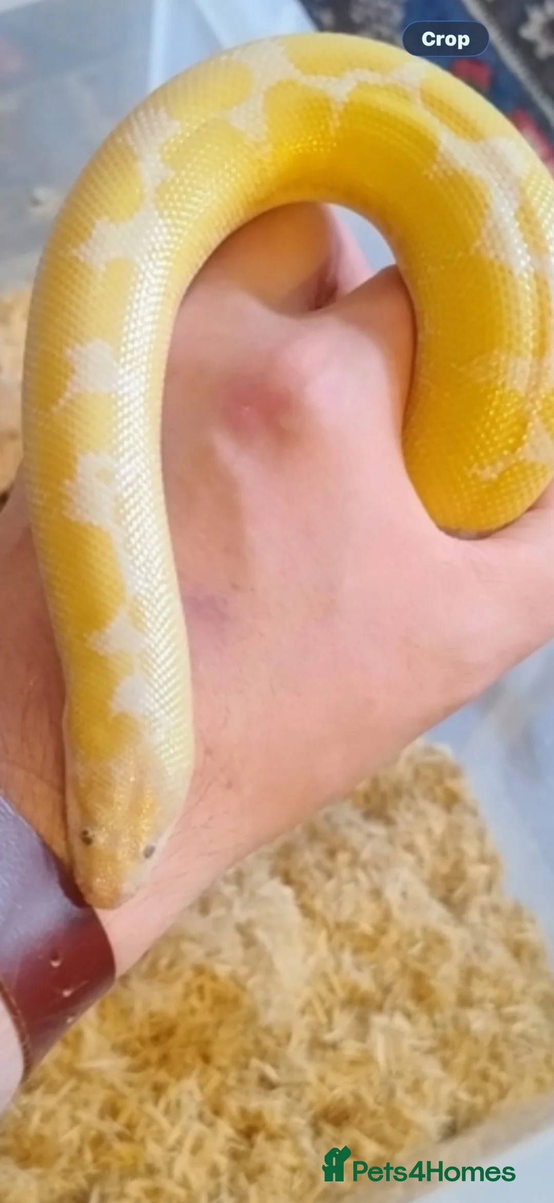 Boa Snake reptiles for sale: Snow sand boa  - Advert 1
