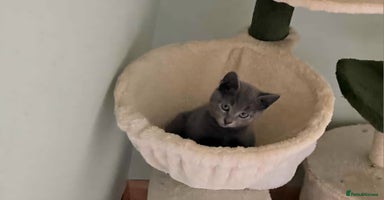 Russian Blue cats - Advert 10