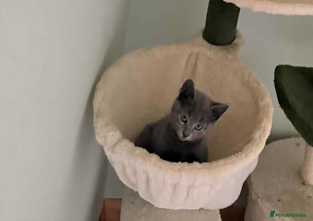 Russian Blue cats for sale: Beautiful full Russian blue kittens  - Image 3