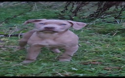 Mixed Breed dogs for sale: Cane Corso/Presa Canario Molloser dogs  - Advert 13