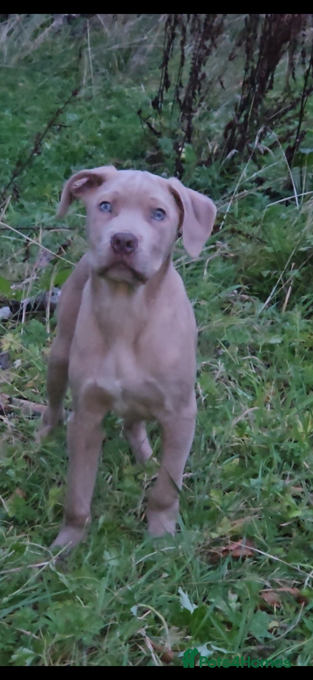 Mixed Breed dogs for sale: Cane Corso/Presa Canario Molloser dogs  - Advert 13