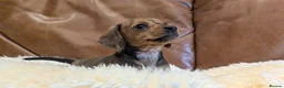 Miniature Dachshund dogs for sale: Beautiful Miniature Dachshund Puppies  - Advert 6