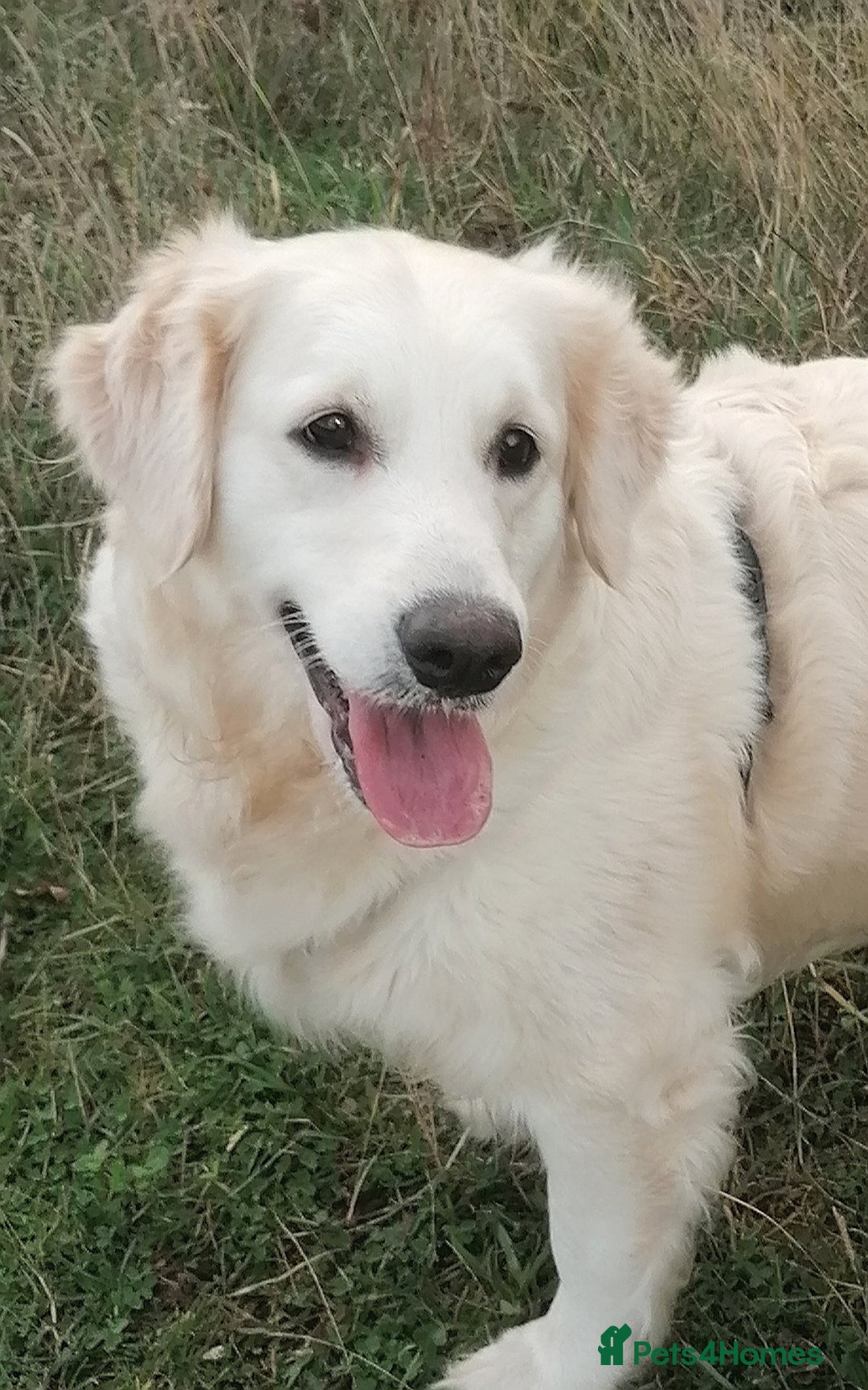 Golden Retriever dogs for sale: Incredible KC registered Field Golden retrievers  - Image 3
