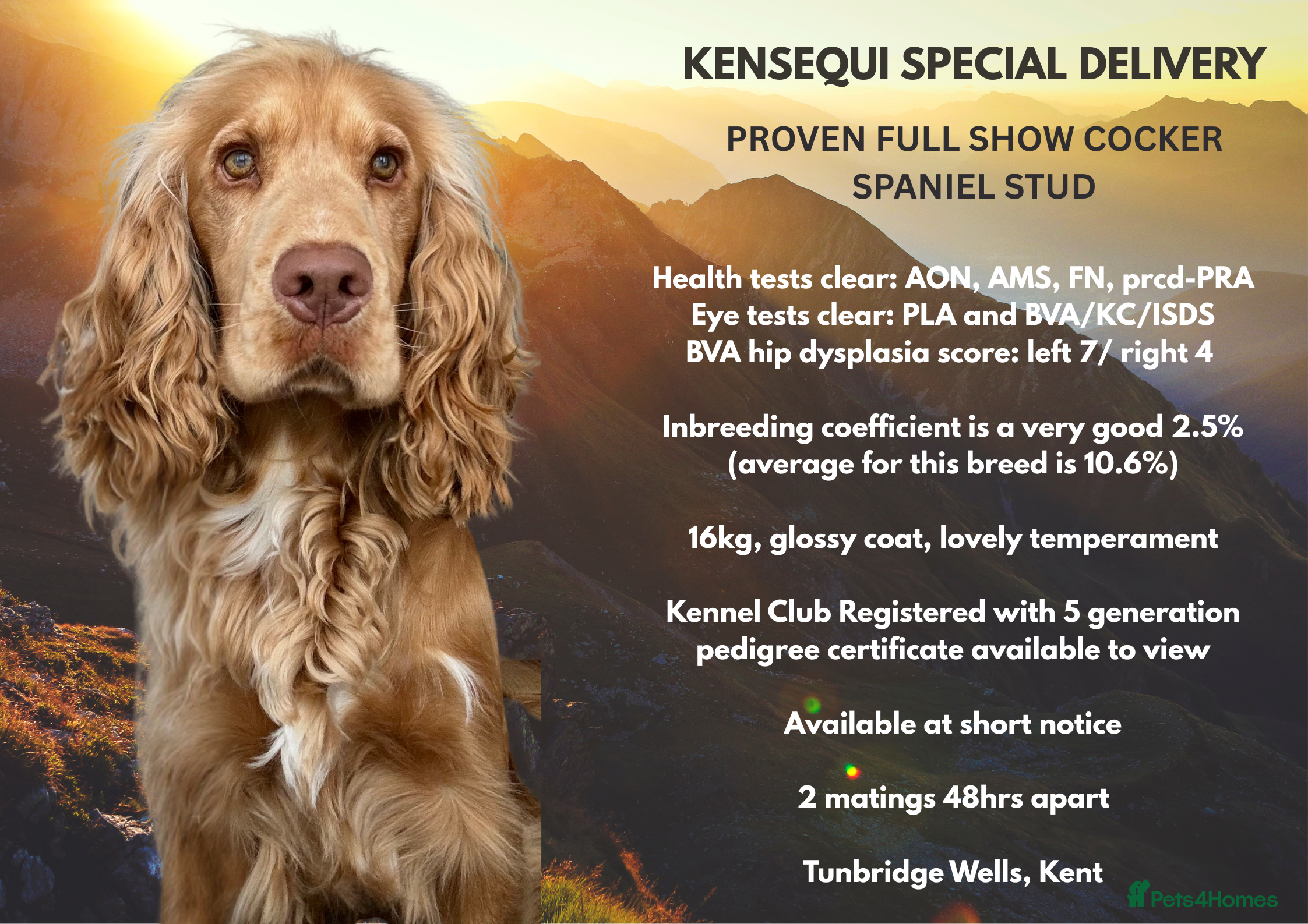 Cocker Spaniel dogs PROVEN STUD 100% show cocker, KC REG, Clear health in Tonbridge - Advert 6