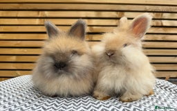 Angora rabbits for sale: Full Face English Angora’s  - Image 1