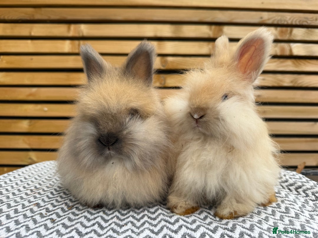 Angora rabbits for sale: Full Face English Angora’s  - Image 1