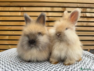 Angora rabbits - Advert 4
