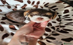 Yorkshire Terrier dogs for sale: DNA TESTED Father - Yorkshire Terrier puppies  - Image 28