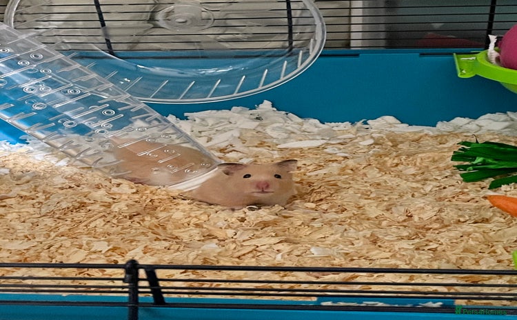 Hamster rodents - Advert 2
