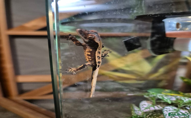 Gecko reptiles - Advert 2