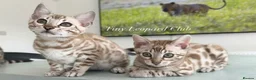 Bengal cats for sale: Stunning Snow Bengals - TICA Full Pedigree  - Advert 7