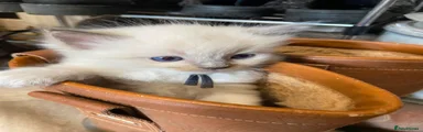 Bagel - Blue point boy