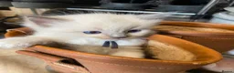 Ragdoll cats for sale: Stunning Ragdoll kittens blue point male/female in Hull - Advert 34