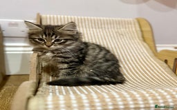 Siberian cats for sale: Champion line kitten😻😽🐈 - Image 9