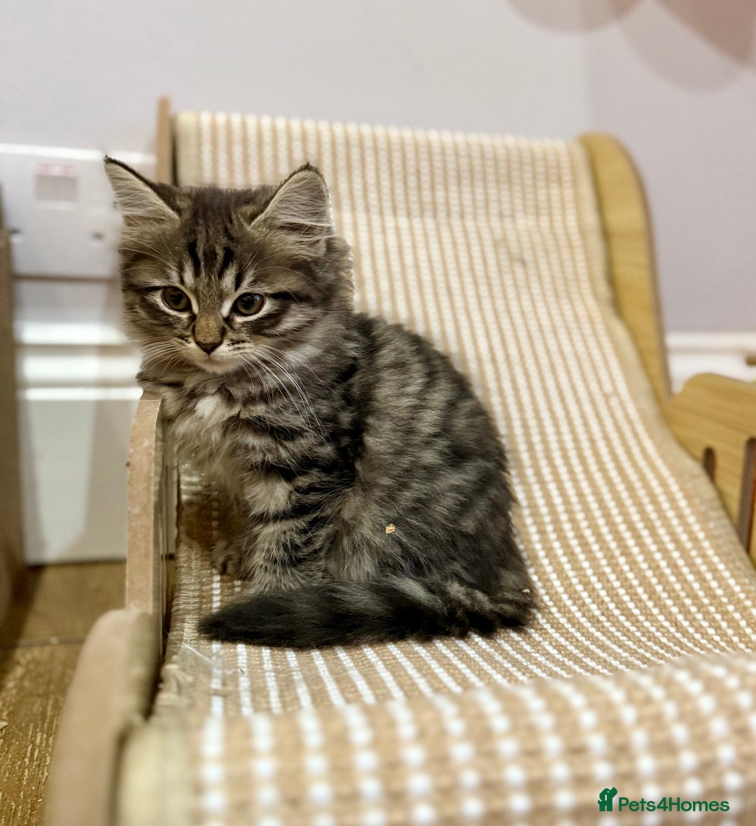 Siberian cats for sale: Champion line kitten😻😽🐈 - Image 9