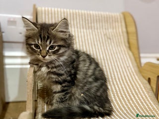 Siberian cats - Advert 3