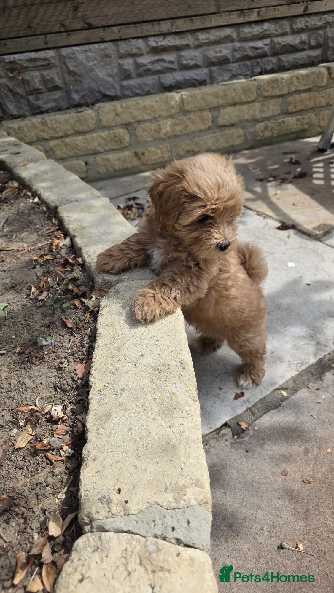 Maltipoo dogs READY NOW Exceptional Tiny Toy Maltipoo puppies 🐶 - Advert 2
