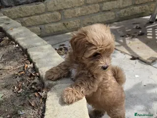 Maltipoo dogs READY NOW Exceptional Tiny Toy Maltipoo puppies 🐶 - Advert 2