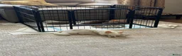 Chihuahua dogs for sale: Beautiful 3/4 Russian Long Haired Chihuahuas - Advert 15