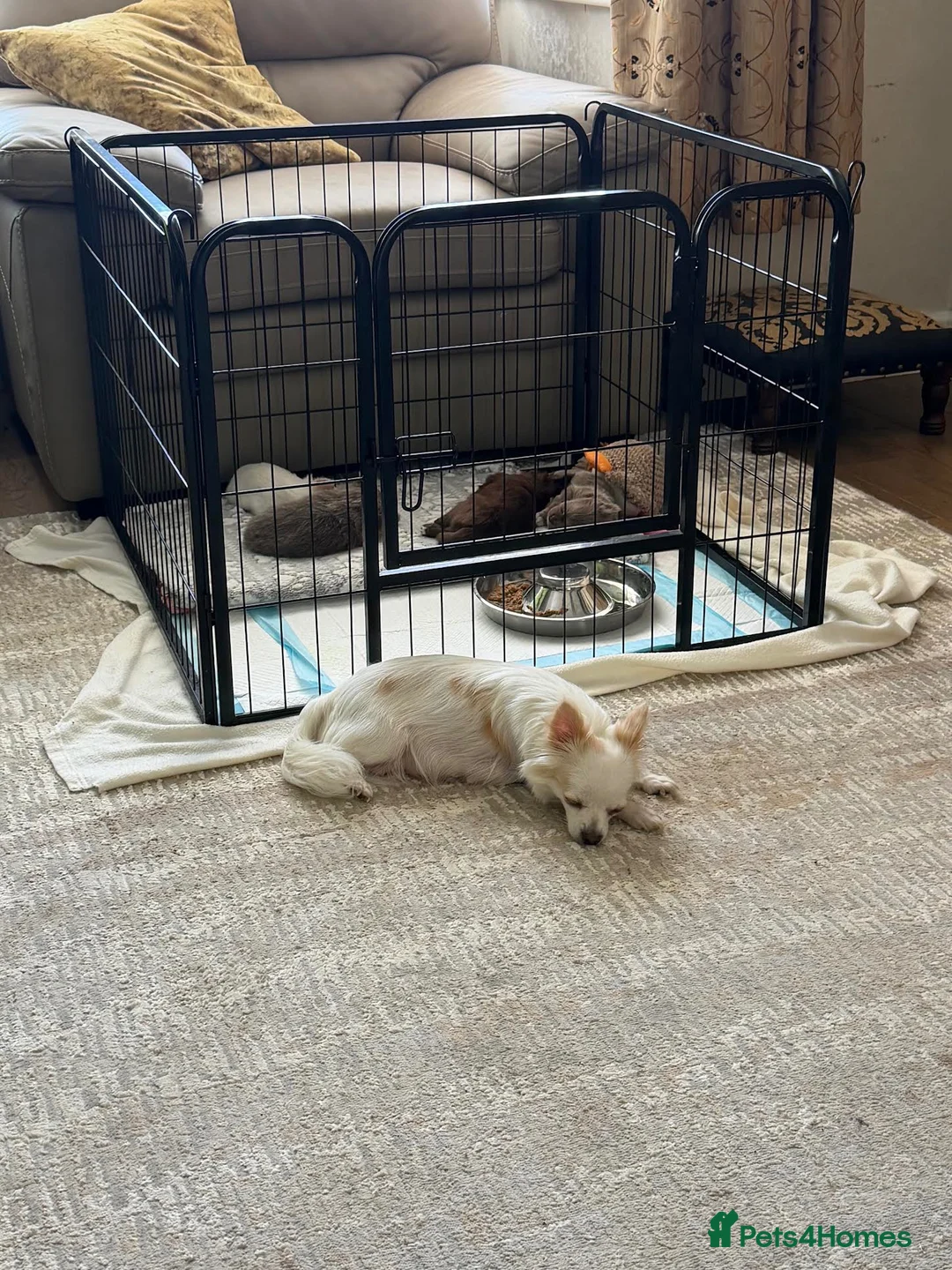 Chihuahua dogs for sale: Beautiful 3/4 Russian Long Haired Chihuahuas - Advert 15