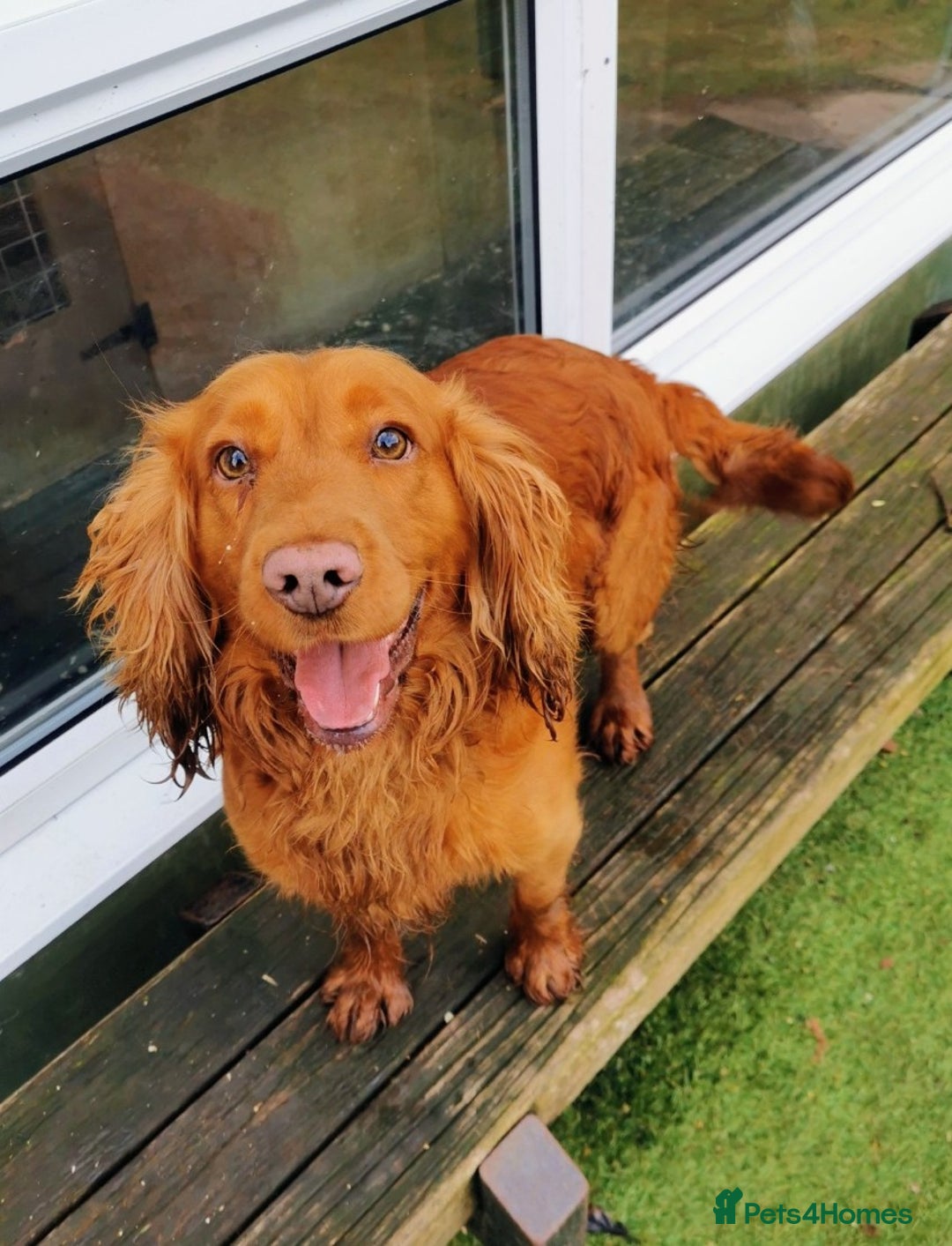 Cocker Spaniel dogs for sale: Adorable Cocker Spaniels  - Image 6