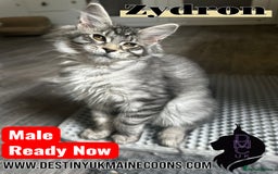 Maine Coon cats for sale: 1 male & 2 female Kittens in Arthog - Image 4