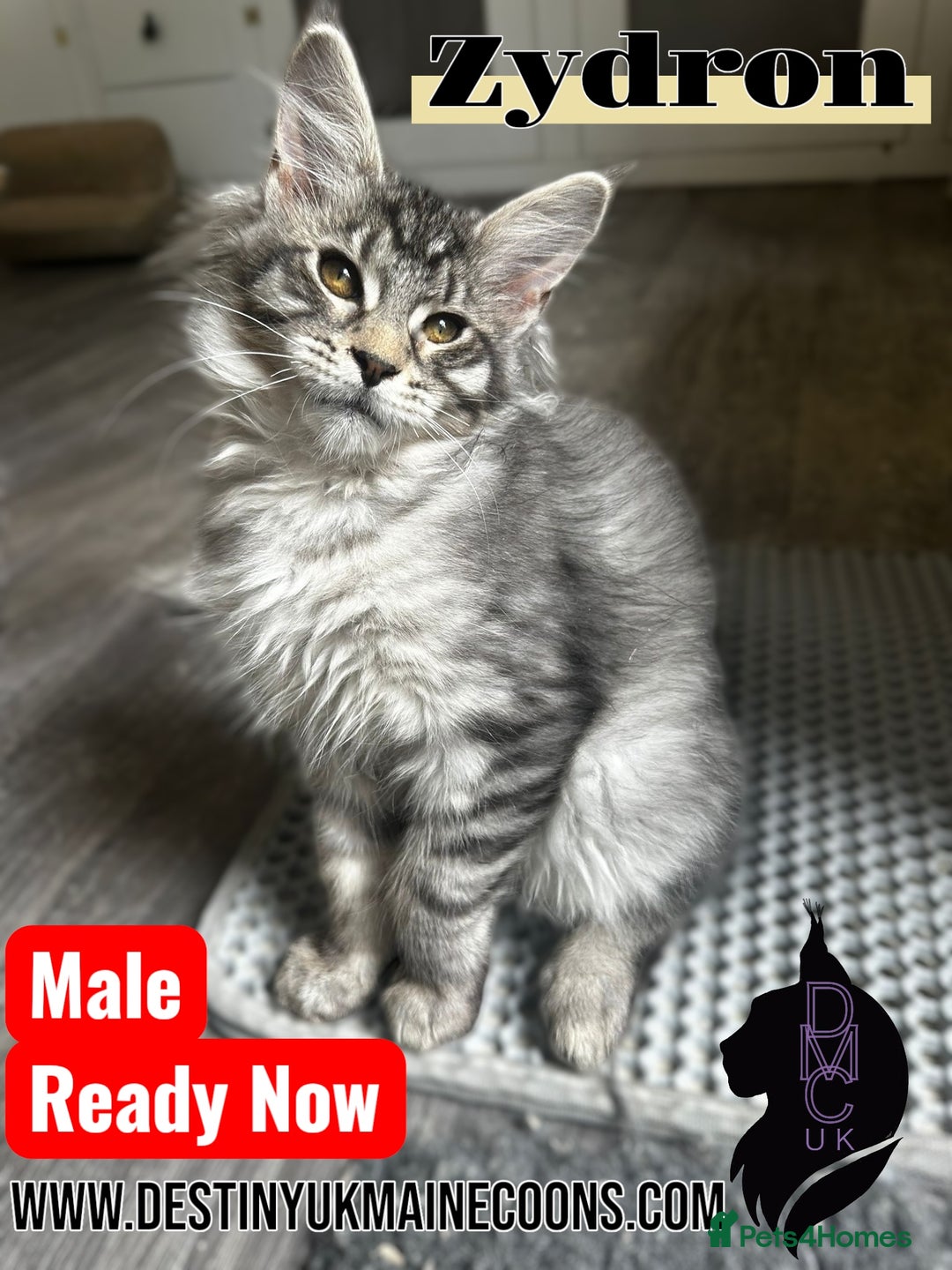 Maine Coon cats for sale: 1 male & 2 female Kittens in Arthog - Image 4