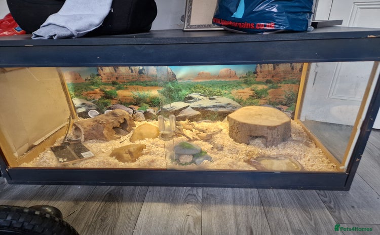 Corn Snake reptiles - Advert 1