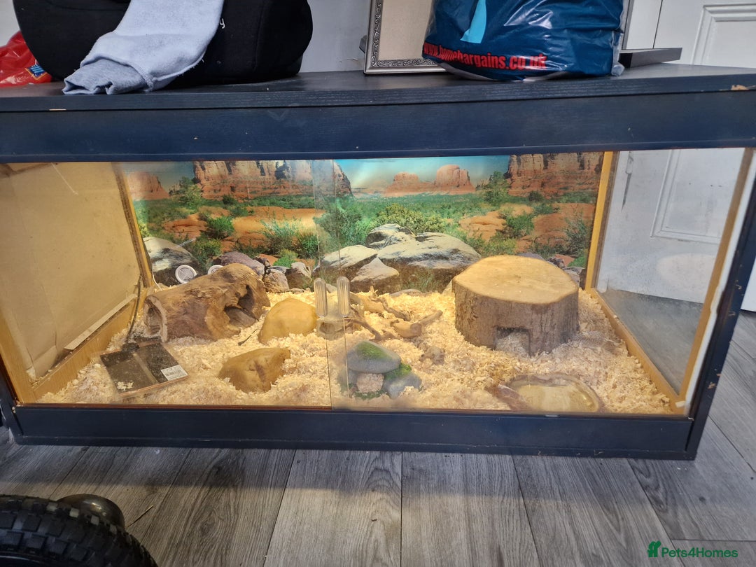 Corn Snake reptiles for sale: Snake with tank - Image 1