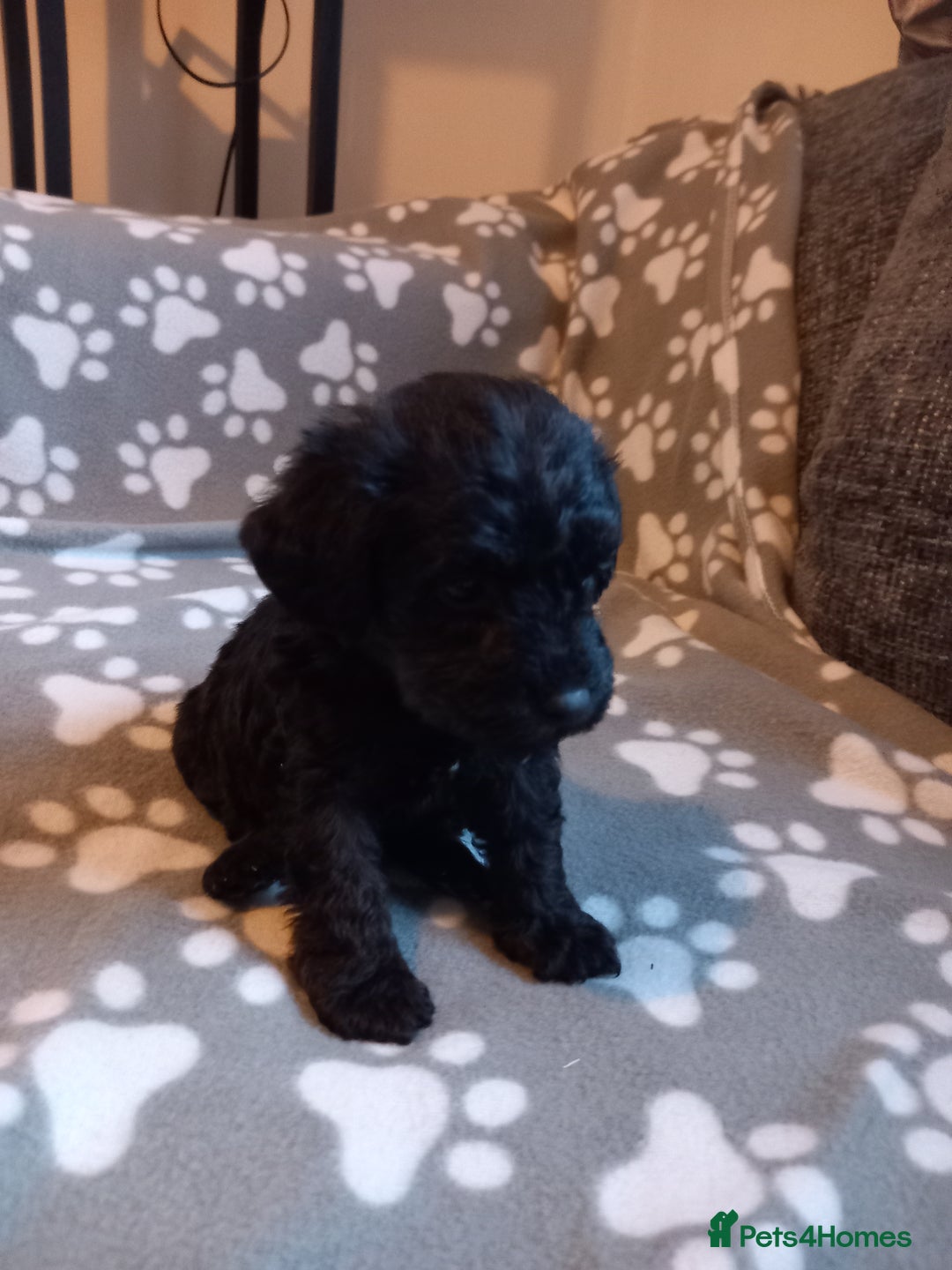 Mixed Breed dogs for sale: TOY SHNOODLES READY 21 DEC - Advert 30