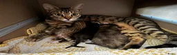 Bengal cats for sale: Bengal x Tabby kittens in Weymouth - Advert 13