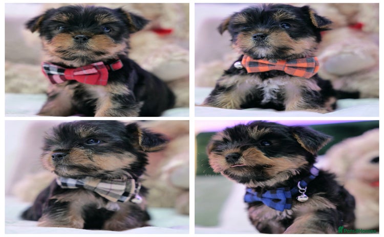 Yorkshire Terrier dogs - Advert 15