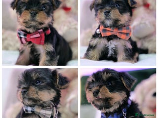Yorkshire Terrier dogs for sale - Advert 1