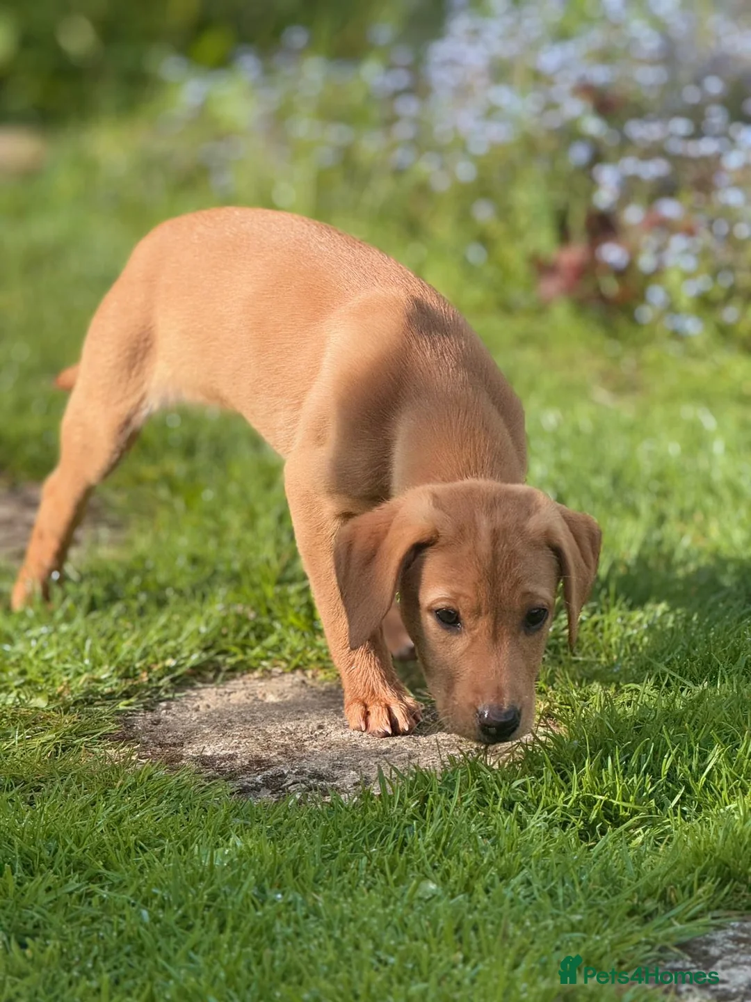 Labrador Retriever dogs for sale: KC registered Labours Fully vaccinated  - Advert 2