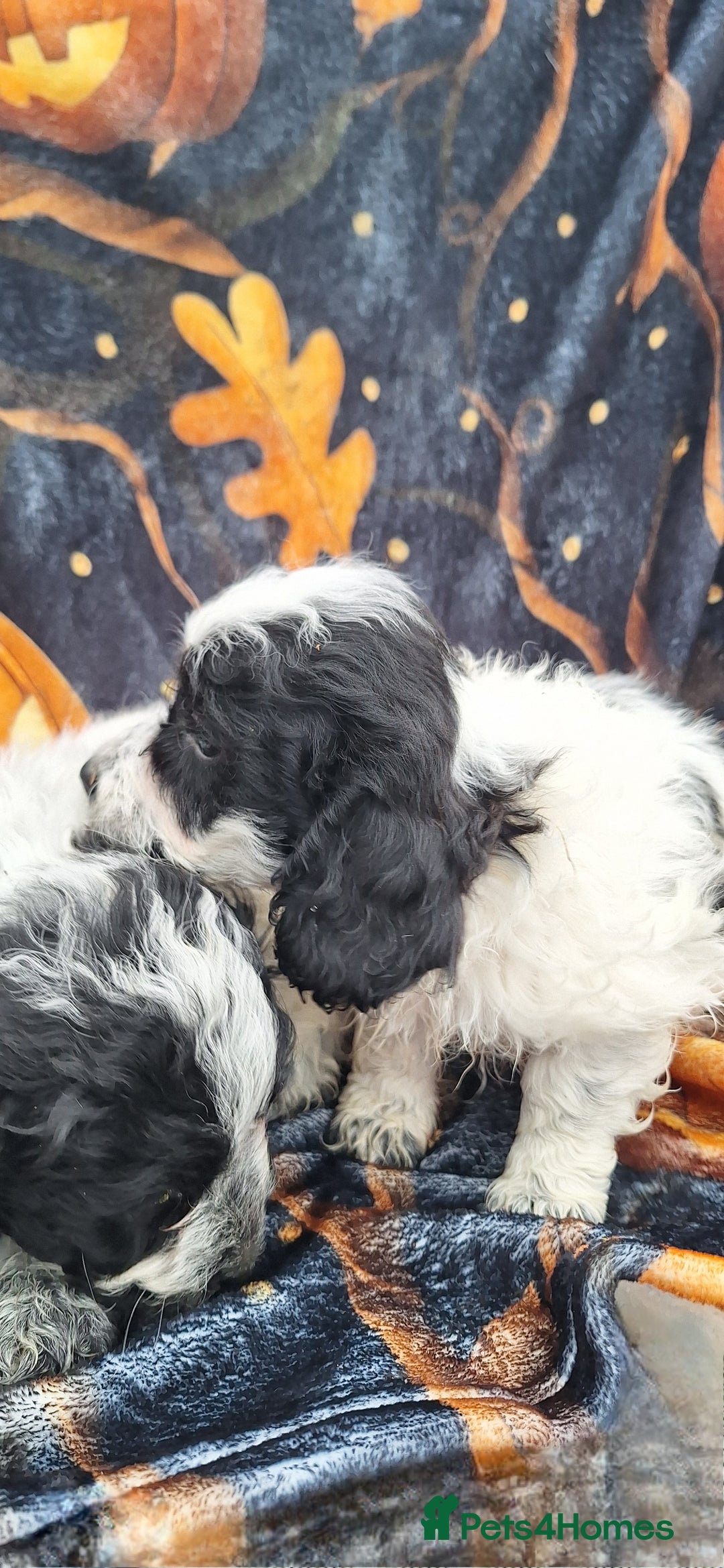 Poochon dogs for sale: 2 beautiful poochon girls - Image 9