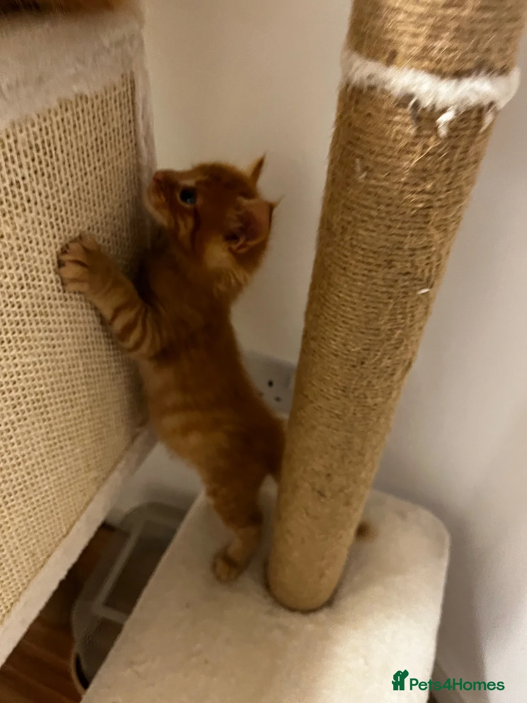 Maine Coon cats for sale: Beautiful Maine Coon Kittens - Advert 40